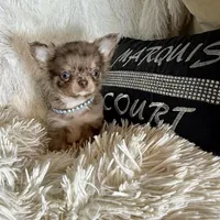 On Hold- Tiny Rebel, a male Chihuahua for sale in Purvis, MS – Photo 4 of 9