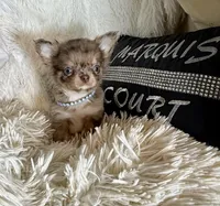 Tiny Rebel, a male Chihuahua for sale in Purvis, MS – Photo 2 of 7