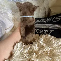 On Hold- Tiny Rebel, a male Chihuahua for sale in Purvis, MS – Photo 6 of 9