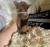 Tiny Rebel, a male Chihuahua for sale in Purvis, MS – Photo 4 of 7