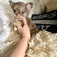 On Hold- Tiny Rebel, a male Chihuahua for sale in Purvis, MS – Photo 5 of 9