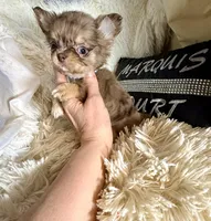 Tiny Rebel, a male Chihuahua for sale in Purvis, MS – Photo 3 of 7