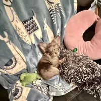 On Hold- Tiny Rebel, a male Chihuahua for sale in Purvis, MS – Photo 2 of 9