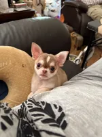 Tiny Lenny Wolf Sable, a male Chihuahua for sale in Purvis, MS – 1 of 8