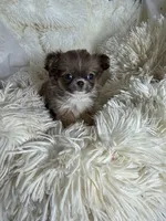 Tiny Amber, a female Chihuahua for sale in Purvis, MS – 3 of 3