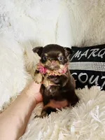 Glamour/extreme, a female Chihuahua for sale in Purvis, MS – Photo 1 of 2