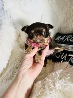 Glamour/extreme, a female Chihuahua for sale in Purvis, MS – Photo 2 of 2