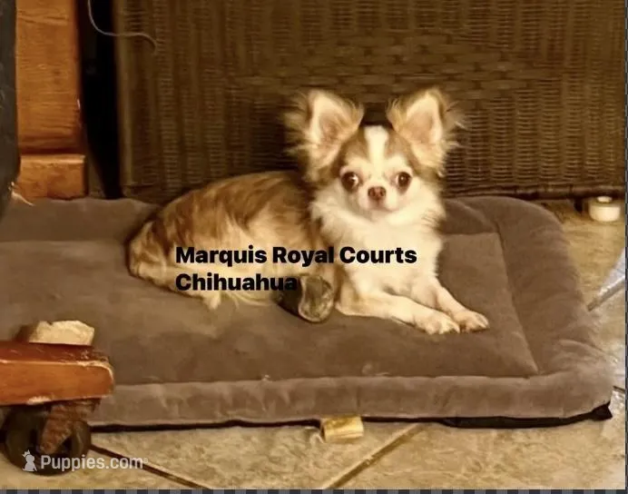 Tia – Chihuahua puppy for sale in Purvis, MS