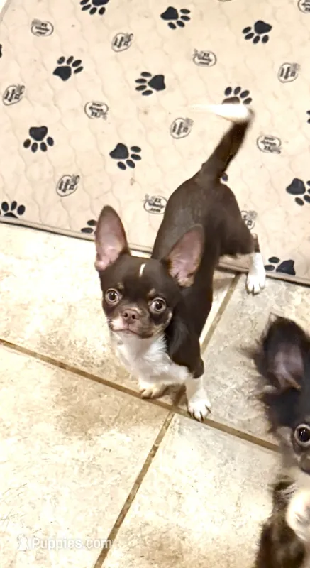 Zoey – Chihuahua puppy for sale in Purvis, MS