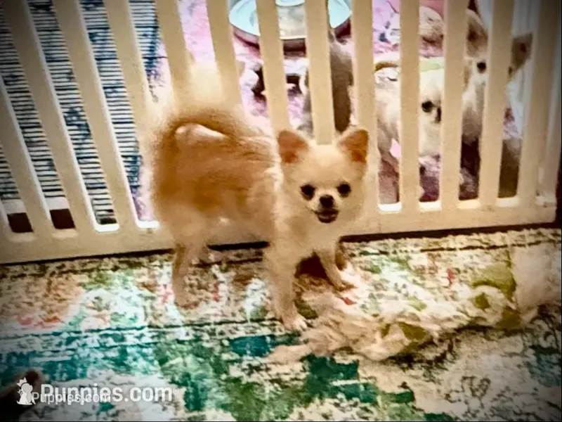  Duncan – Chihuahua puppy for sale in Purvis, MS