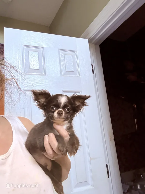 Smiley – Chihuahua puppy for sale in Purvis, MS
