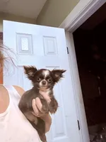 Smiley, a male Chihuahua for sale in Purvis, MS – 1 of 10