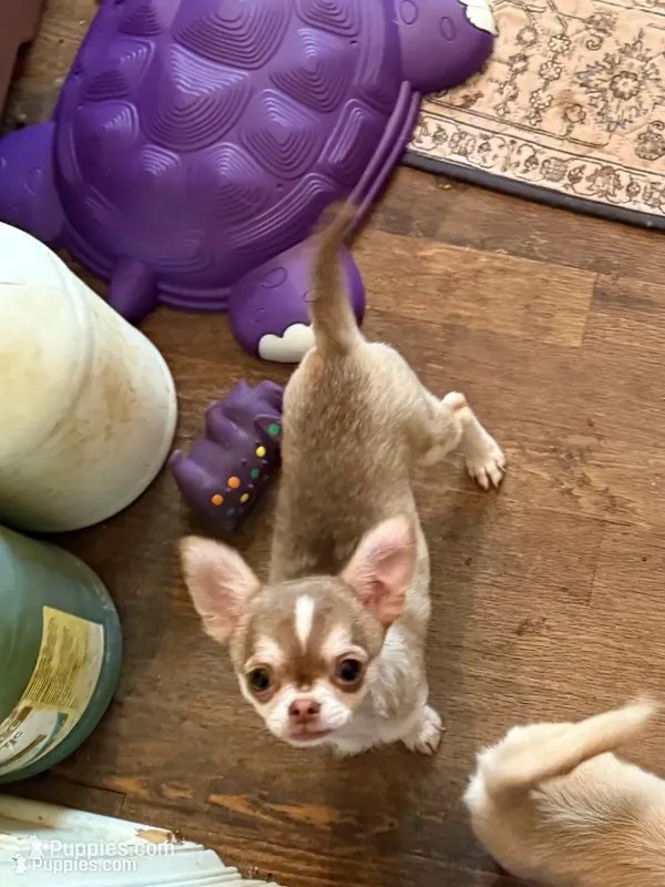 Tiny Lenny – Chihuahua puppy for sale in Purvis, MS