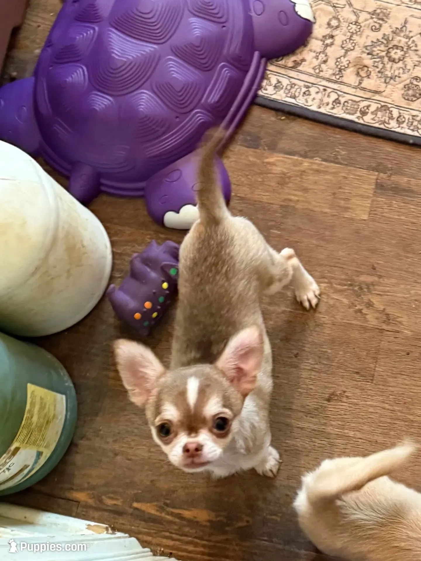 Tiny Lenny, a male Chihuahua for sale in Purvis, MS – 1 of 5