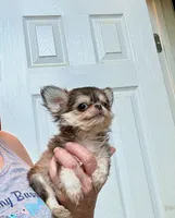 Tiny Wolfie, a male Chihuahua for sale in Purvis, MS – Photo 5 of 9