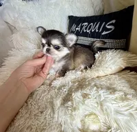 Tiny Wolfie, a male Chihuahua for sale in Purvis, MS – Photo 8 of 9