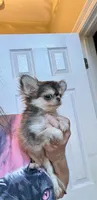 Tiny Wolfie, a male Chihuahua for sale in Purvis, MS – Photo 3 of 9