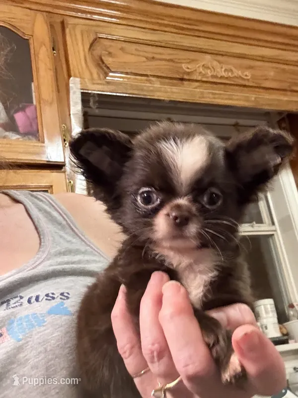 Smiley – Chihuahua puppy for sale in Purvis, MS