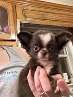 Smiley, a male Chihuahua for sale in Purvis, MS – 1 of 7