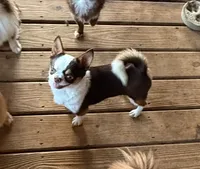 Kadan, a male Chihuahua for sale in Purvis, MS – 2 of 2