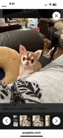 Tiny Lenny, a male Chihuahua for sale in Purvis, MS – 4 of 5