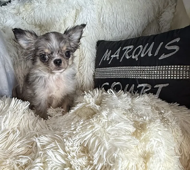 Tiny Brody – Chihuahua puppy for sale in Purvis, MS