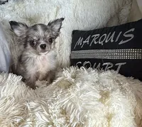 Tiny Brody, a male Chihuahua for sale in Purvis, MS – 1 of 7