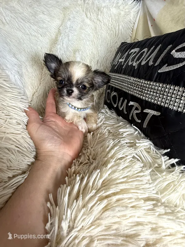 Sonny – Chihuahua puppy for sale in Purvis, MS