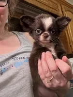 Smiley, a male Chihuahua for sale in Purvis, MS – 2 of 7