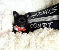 Tiny Blake, a male Chihuahua for sale in Purvis, MS – Photo 3 of 8