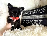 Tiny Blake, a male Chihuahua for sale in Purvis, MS – Photo 4 of 8