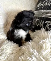 Tiny Blake, a male Chihuahua for sale in Purvis, MS – Photo 6 of 8