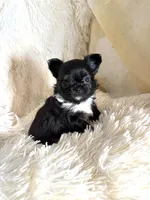 Tiny Blake, a male Chihuahua for sale in Purvis, MS – Photo 7 of 8