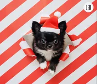 Tiny Blake, a male Chihuahua for sale in Purvis, MS – Photo 1 of 8