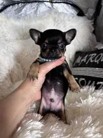 Tiny AKC Mite, a male Chihuahua for sale in Purvis, MS – Photo 2 of 4