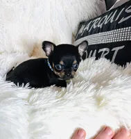 Tiny AKC Mite, a male Chihuahua for sale in Purvis, MS – Photo 1 of 4