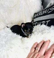 Tiny AKC Mite, a male Chihuahua for sale in Purvis, MS – Photo 4 of 4