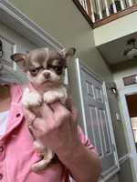 Maverick, a male Chihuahua for sale in Purvis, MS – Photo 1 of 3