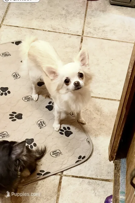 Dory-Spayed – Chihuahua puppy for sale in Purvis, MS