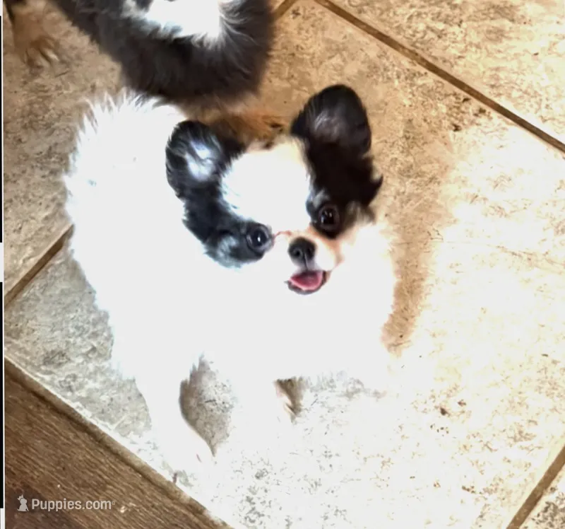 Rocky – Chihuahua puppy for sale in Purvis, MS