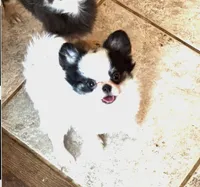 Rocky, a male Chihuahua for sale in Purvis, MS – 1 of 2