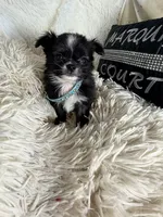 Trevor, a male Chihuahua for sale in Purvis, MS – 1 of 4