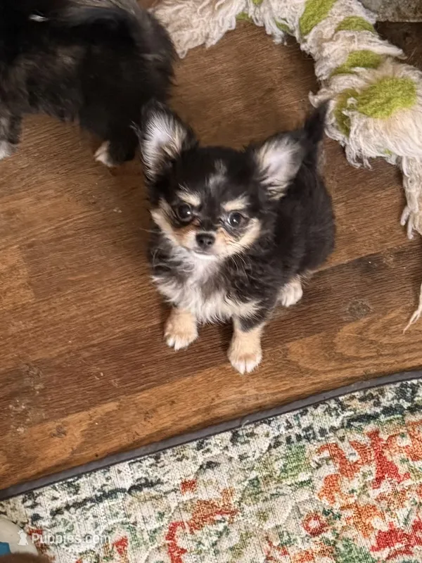 Happy  – Chihuahua puppy for sale in Purvis, MS