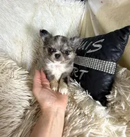 Tiny Brody, a male Chihuahua for sale in Purvis, MS – 6 of 7