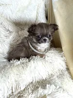 Tiny Amber, a female Chihuahua for sale in Purvis, MS – 2 of 3