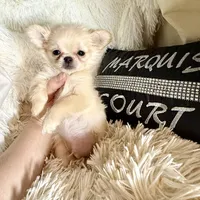  Duncan, a male Chihuahua for sale in Purvis, MS – Photo 3 of 8