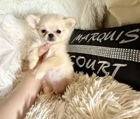  Duncan, a male Chihuahua for sale in Purvis, MS – Photo 1 of 6