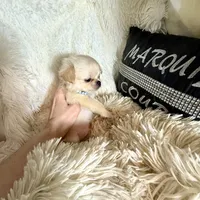  Duncan, a male Chihuahua for sale in Purvis, MS – Photo 7 of 8