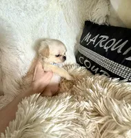  Duncan, a male Chihuahua for sale in Purvis, MS – Photo 5 of 6