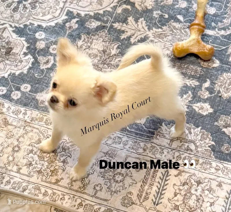  Duncan